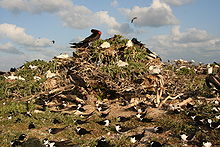 Seabird colony.JPG