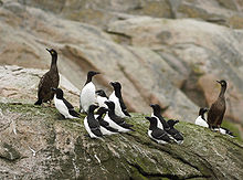 Seabirds LC0141.jpg