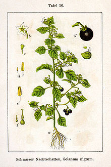 220px Solanum nigrum Sturm16