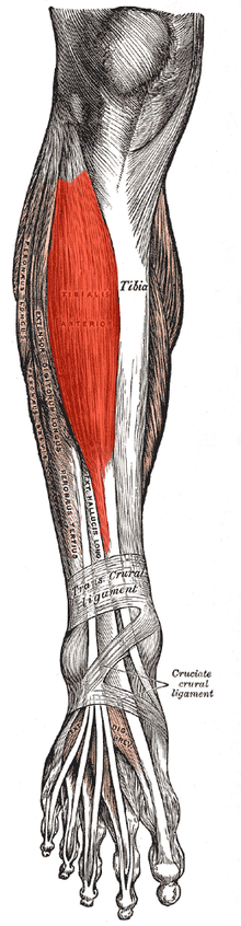 Tibialis anterior 2.png