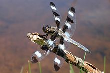 Twelve Spotted Skimmer (Libellula Pulchella).jpg