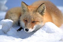 Инари что это такое. Смотреть фото Инари что это такое. Смотреть картинку Инари что это такое. Картинка про Инари что это такое. Фото Инари что это такое