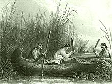 цицания что это такое. 220px Wild rice harvesting 19th century. цицания что это такое фото. цицания что это такое-220px Wild rice harvesting 19th century. картинка цицания что это такое. картинка 220px Wild rice harvesting 19th century. Название не указывает ни на характеристику, ни на происхождение продукта. «Дикий рис» – не дикий и не совсем рис. Это травянистое растение цицания водная. Выращивают его возле Великих Озер, а местные любят называть эту зерновую культуру «акватикой». Зерна цицании водной используют в качестве самостоятельного блюда или своеобразной добавки к обычному белому или бурому рису.