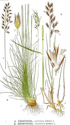 443 Festuca ovina, Festuca rubra.jpg