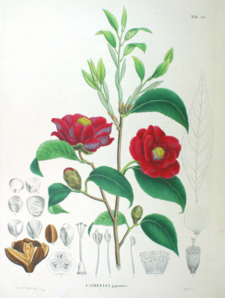 Camellia japonica SZ82.png