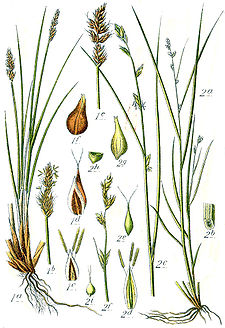 Carex spp Sturm29.jpg