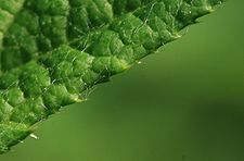 Echinops-ritro-leaf-edge.jpg