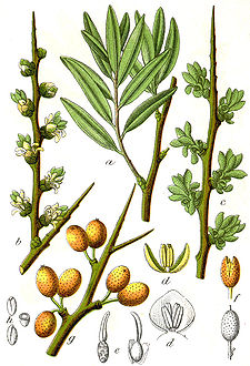 Hippophae rhamnoides Sturm41.jpg