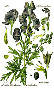 Illustration Aconitum napellus0 clean.jpg
