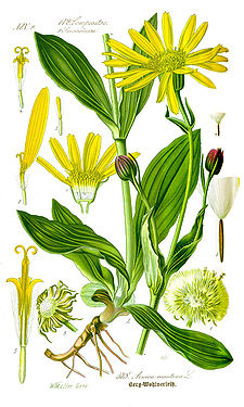 Illustration Arnica montana1.jpg