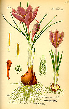 Illustration Crocus vernus0.jpg