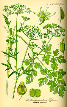 Illustration Petroselinum crispum0.jpg