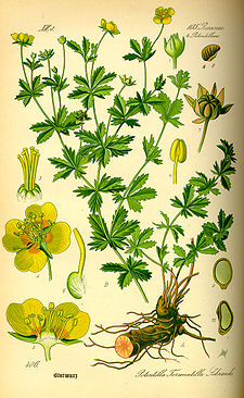 Illustration Potentilla erecta0.jpg