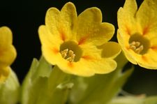 Primula-veris-blomst.JPG