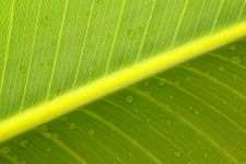 Ravenala madagascariensis leaf structure.jpg