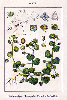 Veronica hederifolia Sturm51.jpg