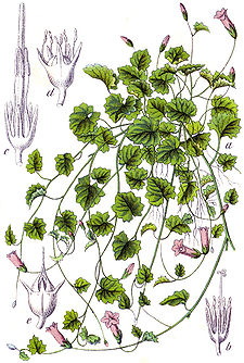 Wahlenbergia hederacea Sturm62.jpg