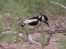 White-winged Woodpecker.jpg