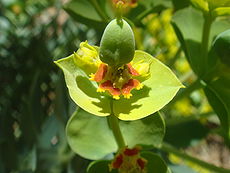 Euphorbia-rigida-20080325.JPG