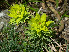 Euphorbia rigida (Euphorbiaceae).jpg