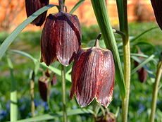 Fritillaria ruthenica 2.jpg