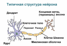 Нейрон что такое