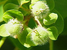 Euphorbia dulcis0.jpg
