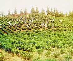 Harvesting tea in Chakva.jpg