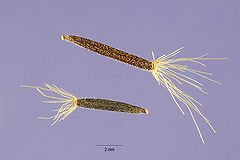 Arnica montana seeds.jpg