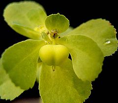 Euphorbia helioscopia2 ies.jpg