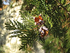 Platycladus orientalis cones.jpg