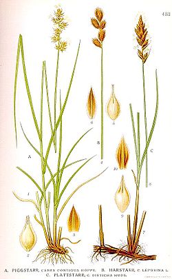 433 Carex contigua, Carex disticha, Carex leporina.jpg