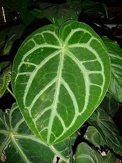 Anthurium crystallinum-leaf.jpg