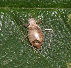 Aphid.with.aphidiinae.3.jpg