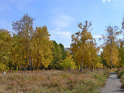 250px Birch grove in Barnaul