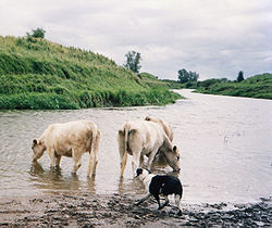 Коровы на берегу реки Бросна