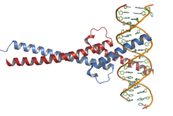 C-Myc-DNA complex.png