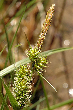 Carex.demissa4.-.lindsey.jpg