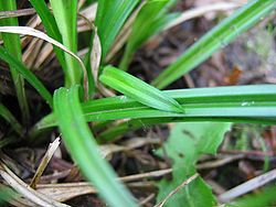 Carex sylvatica blatt.jpeg