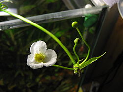 Echinodorus muricatus flower, blossom and pedicel.jpg