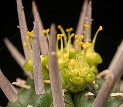 Euphorbia ferox3 ies.jpg