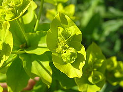 Euphorbia lucida2.JPG