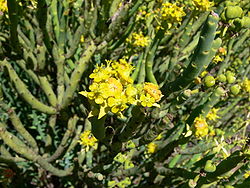 Euphorbia mauritanica-P1010239.JPG