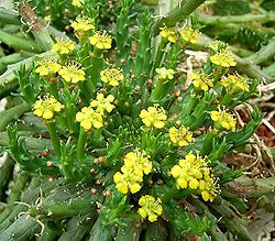 Euphorbia pugniformis 01 ies.jpg