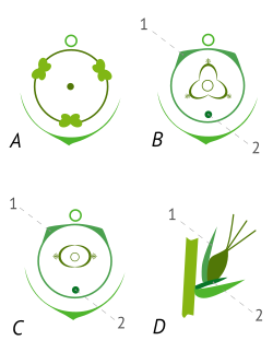 Flower-diagram-of-Carex.svg