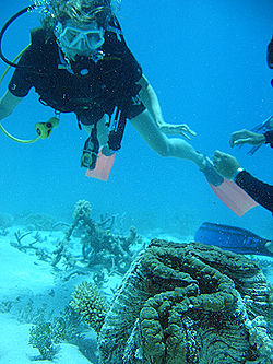 Giant clam with diver.jpg