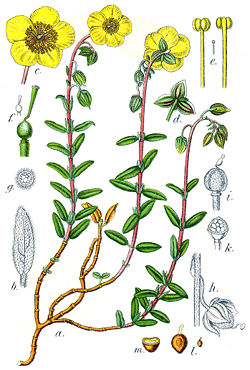 Helianthemum vulgare Sturm51.jpg