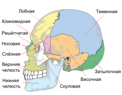 Как называются кости скелета человека. 250px Human skull side simplified %28bones%29 ru.svg. Как называются кости скелета человека фото. Как называются кости скелета человека-250px Human skull side simplified %28bones%29 ru.svg. картинка Как называются кости скелета человека. картинка 250px Human skull side simplified %28bones%29 ru.svg