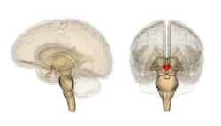 Hypothalamus image.png