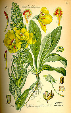 Illustration Verbascum phlomoides0.jpg